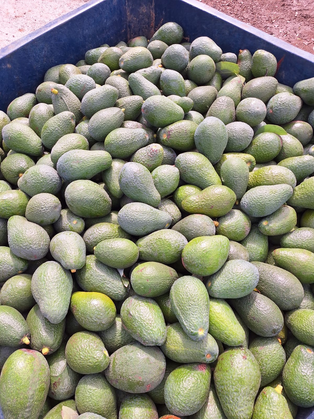 פרי וירק ארצנו